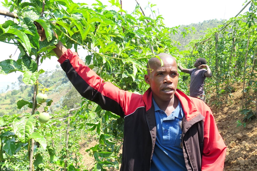 Evariste Munyeshyaka, a farmer in the PPC-RU's passion fruit farm in Ruramba Sector, Nyaruguru District. (Emmanuel Ntirenganya)