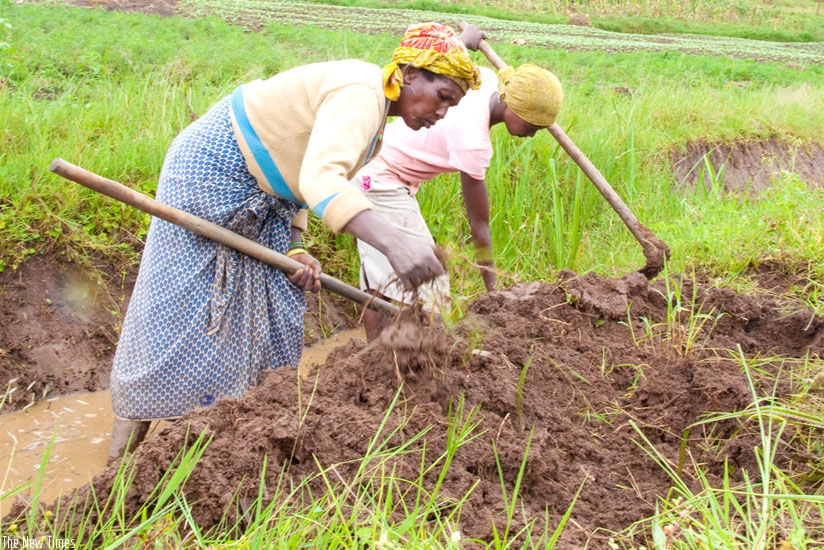 Women farmers in Huye till marshland for farming. (File)
