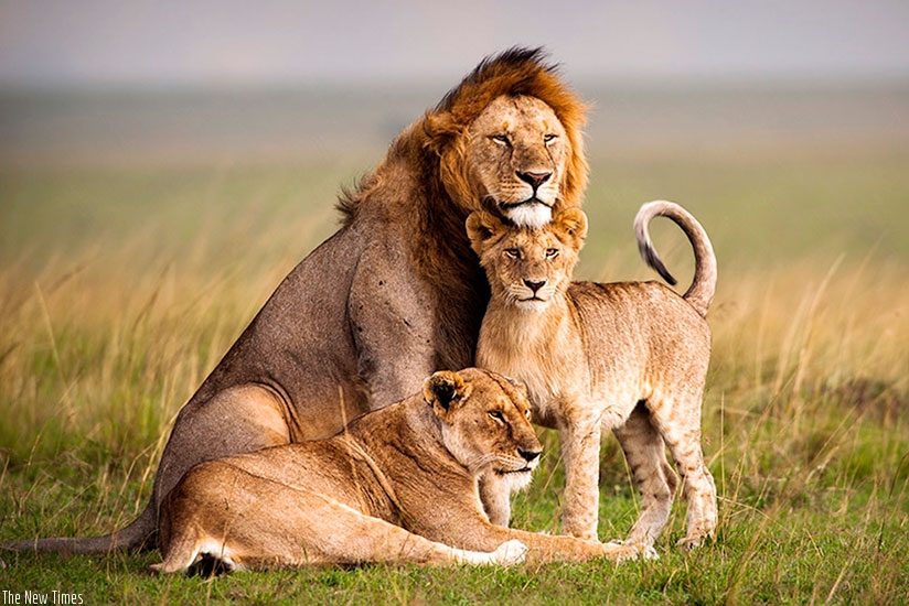 Rwanda will get seven lions from South Africa on Monday, a boost for the fast-growing tourism industry. (Net)