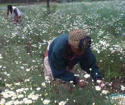 Pyrethrum farmers pick flowers that SOPYRWA uses to make its products like perfurmes and insecticides. The firm is targeting the Indian makret. (File)