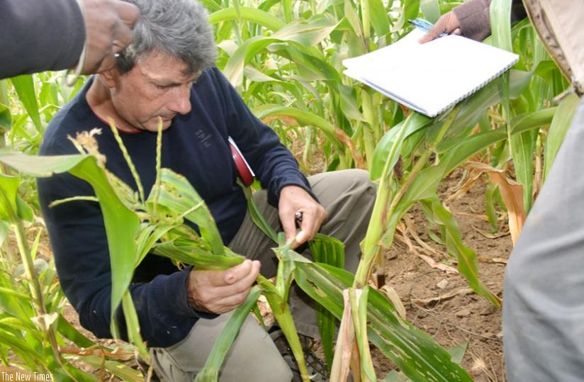 Scientists in Kenya carry out research on stem borer pests on maize plants during a field visit on farms with African journalists trained on climate change impacts. (Michel Nkurunziza)