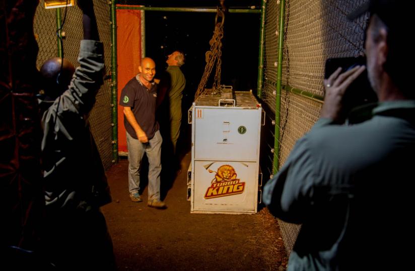 The first lion being released from the crate at Boma.