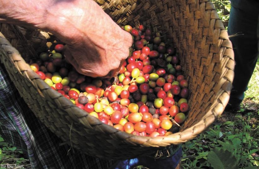 A farmer sorts red coffee cherries. Rwanda exports its coffee through Mombasa port.