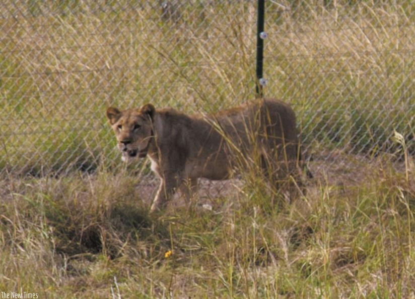 One of the seven lions brought from South Africa last week. (Doreen Umutesi)