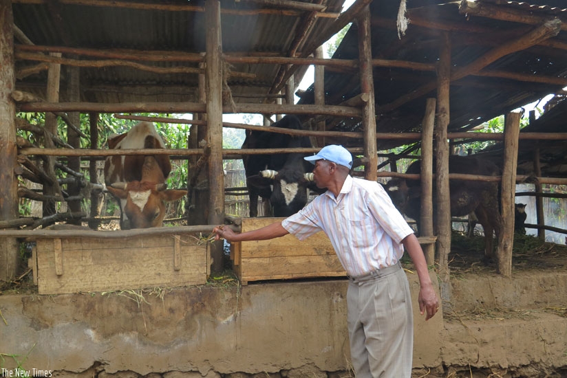 Semarembo feeds some of his cattle. (Jean d'Amour Mbonyinshuti)