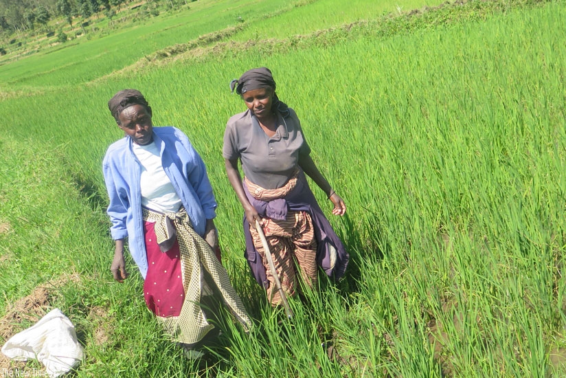 Rice farmers belonging to UCORIBU co-operative in Southern Province are worried over non-payment of dividends arising from confusion over share capital in the rice factory. (Jean Nepo Ndikumana)