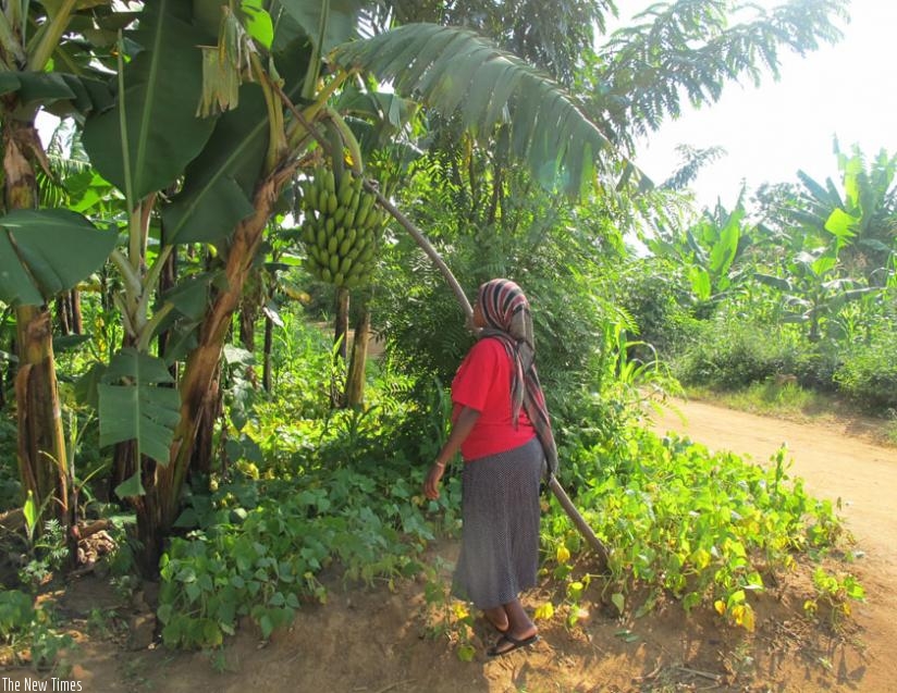 A banana farmer pruns her banana plantation. Banana prices have slumped in the Eastern Province in recent weeks. (File)