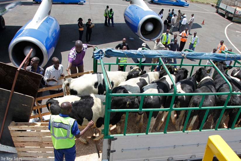 Cows for Girinka Project arrive at Kigali International Airport in November 2011. The cows were distributed to households so as to fight poverty. (File)