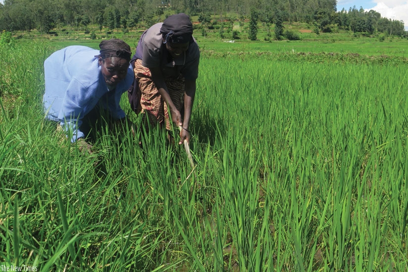 Nyiransabimana and Kamondo weed a rice pad. The farmers say irrigation has improved their harvests. (Jean Nepo Ndikuma)