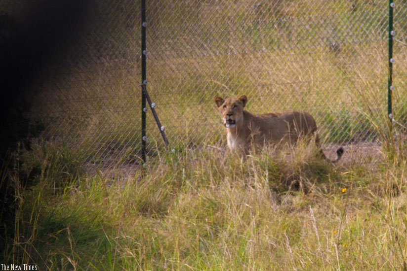 One of the lions which were brought last month in an electric fence. The lions will released into the park tomorrow. (File)