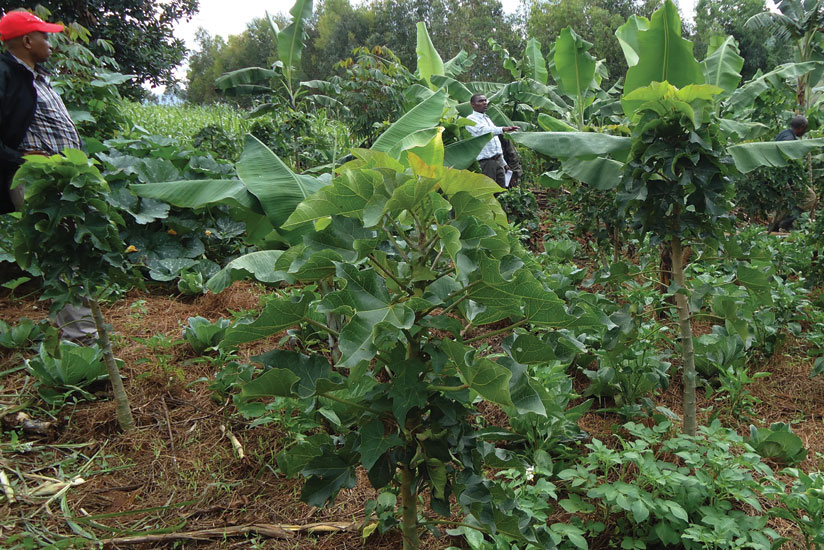 A Kirehe farmer inspects his banana plantation that is intercropped with jatropha trees, one of the oil seed producing plant, cassava and other food crops. (File photo)