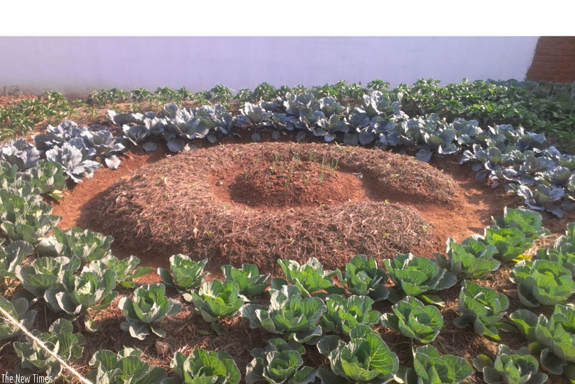 Vegetables in Hirwa's compound. The crops also act as beautification materials for the family. / Photos: (All photos by Peterson Tumwebaze)