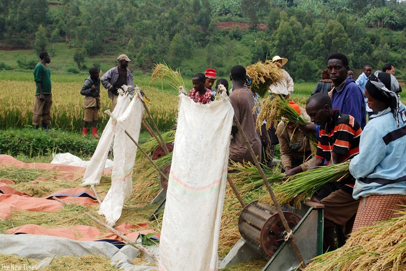 Rice farmers harvest their produce in Rubona, Southern Province. (File)