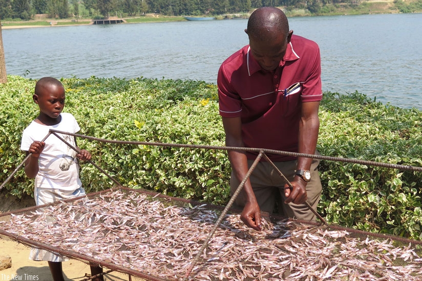 A worker at Kibuye Fishing Project drys sardine (Isambaza) at the shore of Kivu Lake, Karongi District. The project works with six fishing cooperatives.  (Emmanuel Ntirenganya)