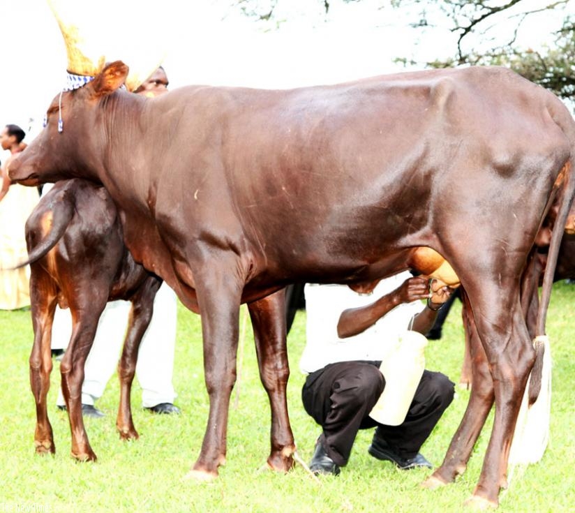 A man milks a cow  at Nyanza Museum. Dairy farmers are decrying delayed payment for their milk by some cooperatives. (File)
