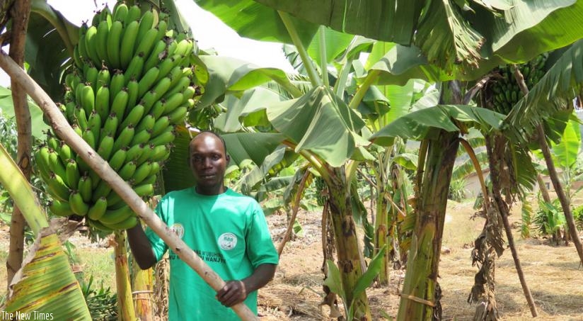 Nkundimana in his banana plantation in Kavumu, Nyanza District. (Emmanuel Ntirenganya)