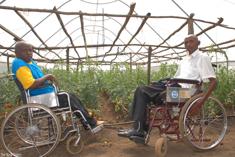 Sacyindi (left) and Kayitare at one of the co-ops greenhouse tomato gardens. The two have guided the group to great heights. (Dennis Agaba)