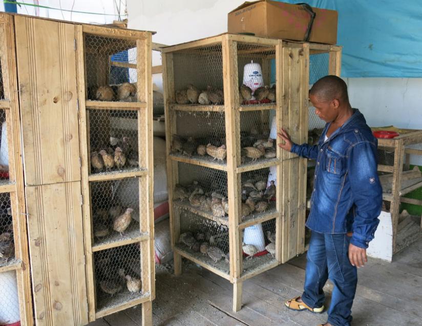A worker (right) inspects quail chicks at Hirwa's poultry farm in Gikondo. (Muhammed Mugabo)