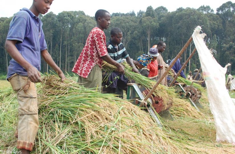 Farmers  in Rubona, Southern Province use machines to harvest rice. (File)