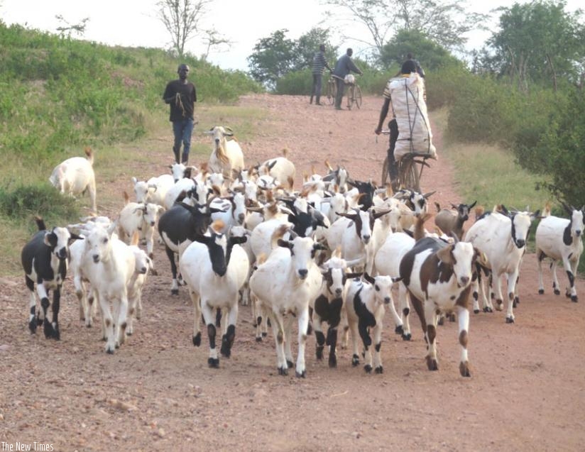 Gasasira takes some of his goats home after grazing. (S. Rwembeho)