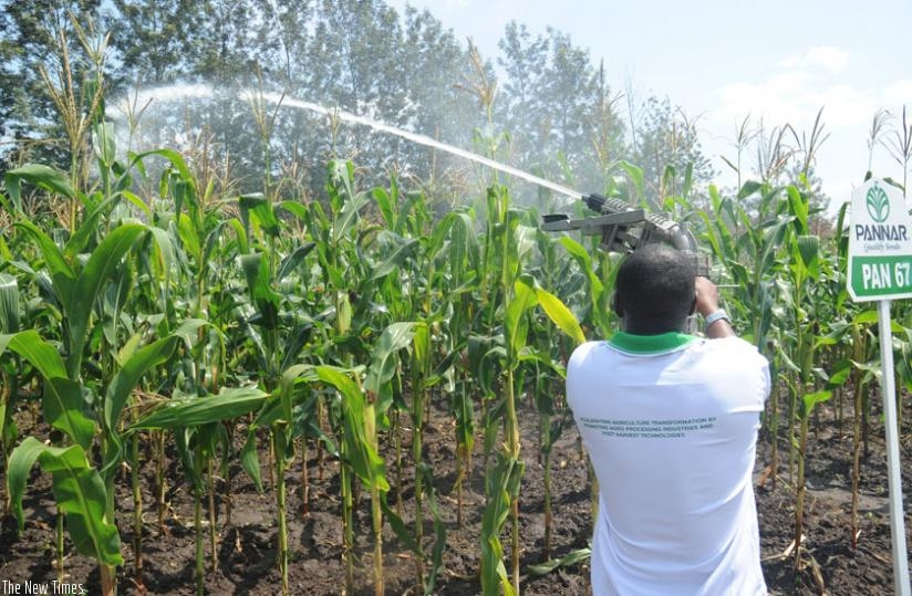 A maize farmer sprays his garden. Planting high quality seeds guarantees a good harvest. (Timothy Kisambira)