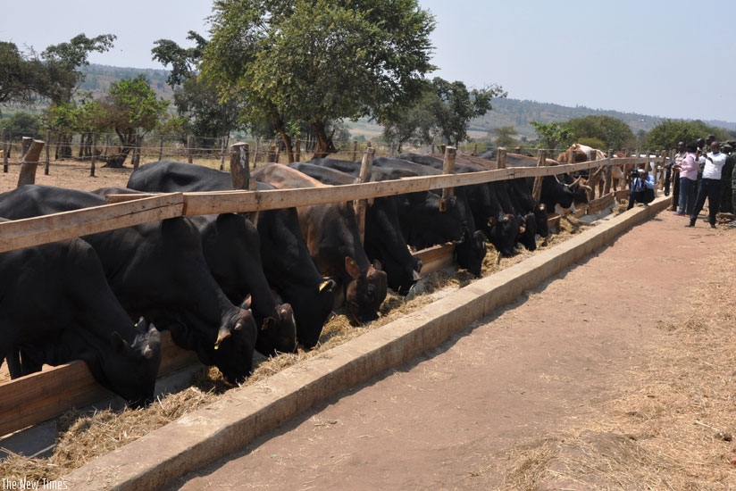 The visiting team tour at the hybrid cattle farm.  (Photos by Jean Mugabo)