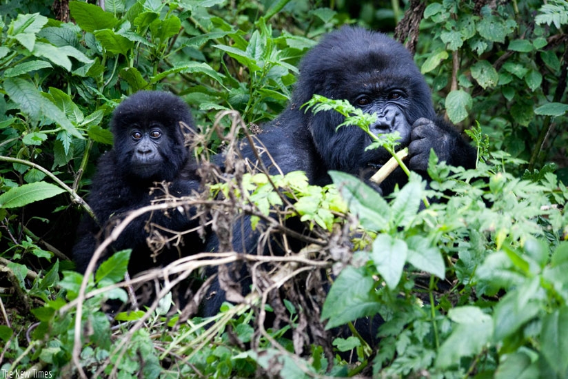 Gorillas feeding in Virunga National Park. The annual Kwita Izina gorrilla naming ceremony scheduled for September 5 will also see some individuals awarded for preserving and conserving national volcano parks. (File)
