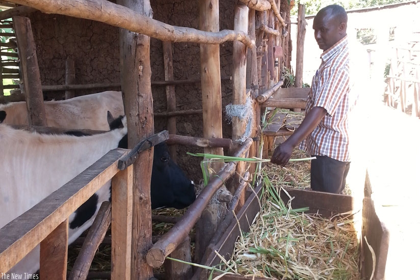 Rugira used his passion for agriculture to develop a sustainable mixed farming enterprise in Musambira, Muhanga. (All photos: Shamim Nirere)  