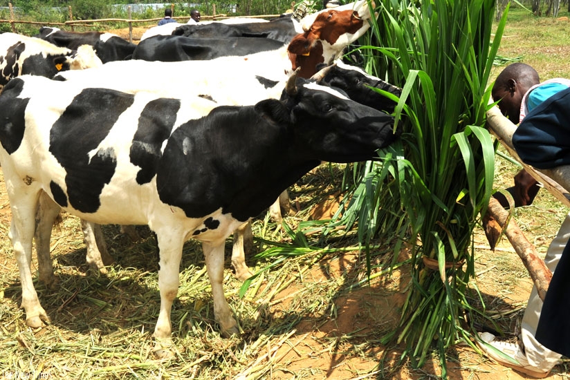 Agriculture is still considered a risky sector by the financial industry, a situation that has affected its growth.  (Net)