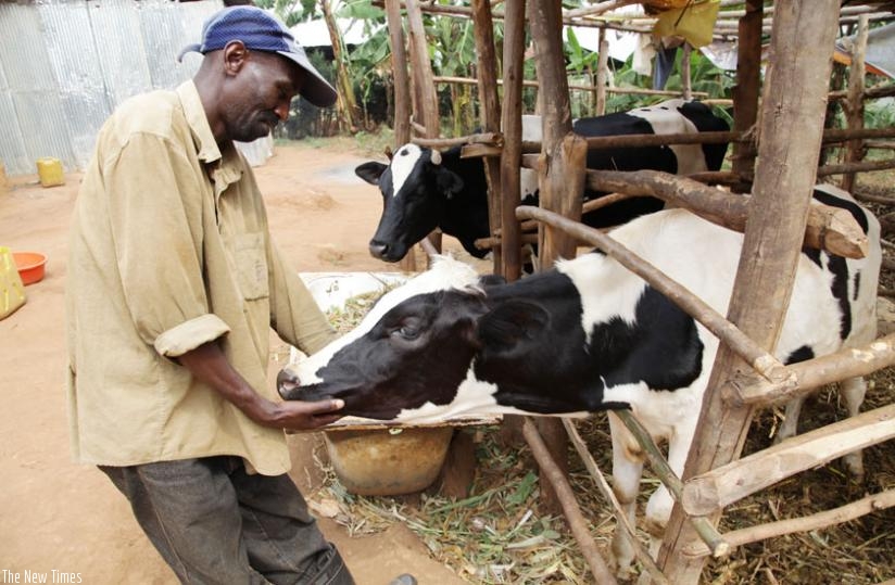 A Nyamagabe resident checks a cow he got from the Girinka programme. Local industrialists are mobilising resources to contribute about 150 dairy cows to the initiative. (Timothy Kisambira)