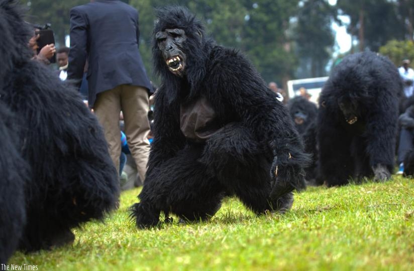 Humans dressed as gorillas imitate the critically endangered species at last year's                    Kwita-Izina event in Musanze District. (File)