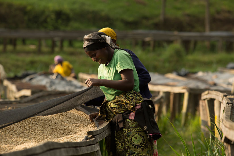 Women wash coffee in Karongi. (Timothy Kisambira)