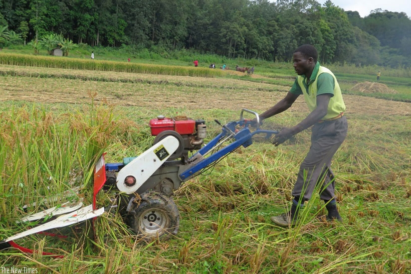 A farmer harvests rice in Southern Province. Rice dealers have up to September 20 to pay farmers. (File)