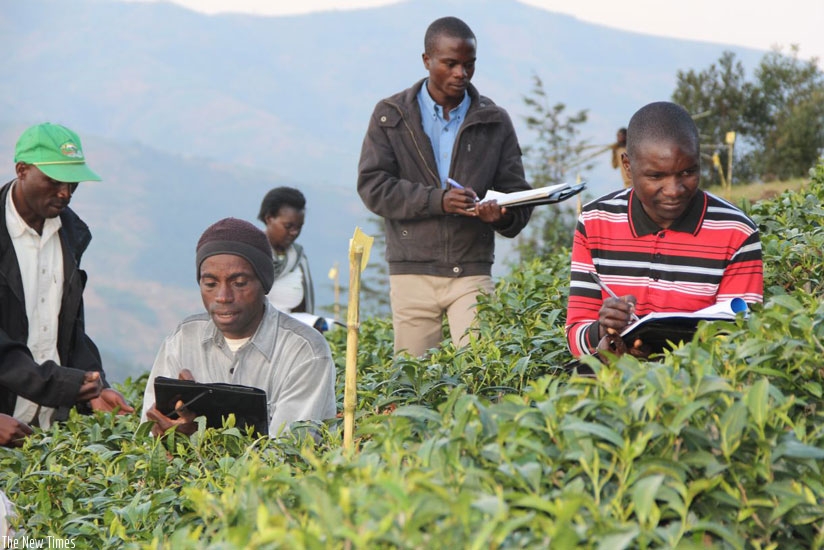 Tea farmers on a field study trip during the training. The programme targets 6,000 farmers. (Peterson Tumwebaze)