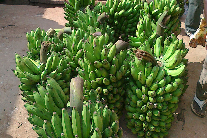 A bunch of bananas goes for up to Rwf8,000 in different city markets. (File)