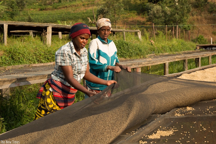 Women clean coffee in Karongi District. With improved relations, Rwanda could soon start exporting some of its products to Angola. (Timothy Kisambira)