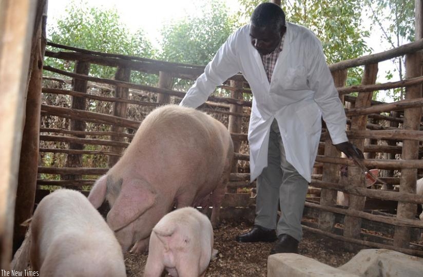 Ngiruwonsanga in his pigsty in Rulindo. (Jean d'Amour Mbonyinshuti)