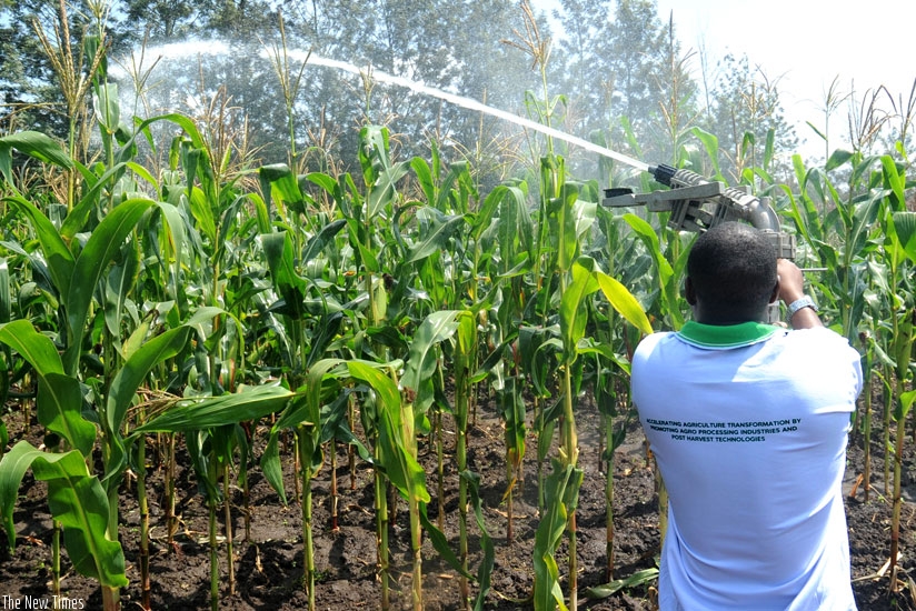 An agriculture technician demonstrates on irrigation. (File)