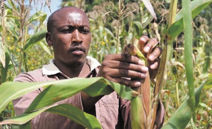 A farmer harvests maize. Most small enterprises do not access financing, even from microfinance institutions, which is crippling their growth. (File)