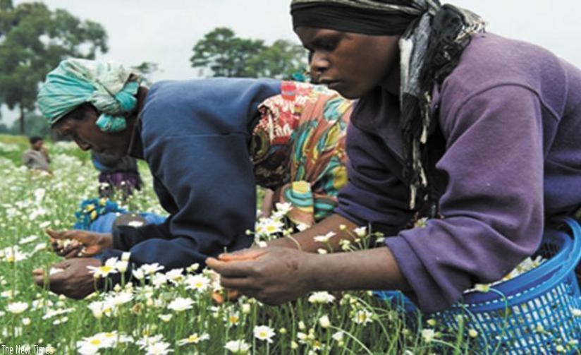 Farmers pick pyrethrum flowers. The crop is key to Rwanda's exports growth strategy. (Peterson Tumwebaze)