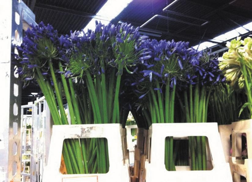 Rwanda currently produces summers flowers, mainly through farmer co-operatives. (File)