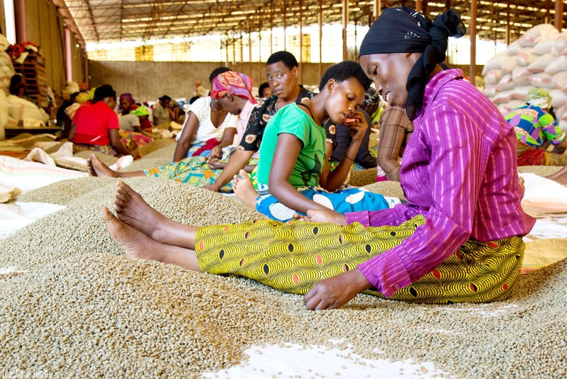 Women sort coffee beans at National Agriculture Exports Board stores. High female participation in the labour force has propelled the growth of productivity and prosperity. (File)