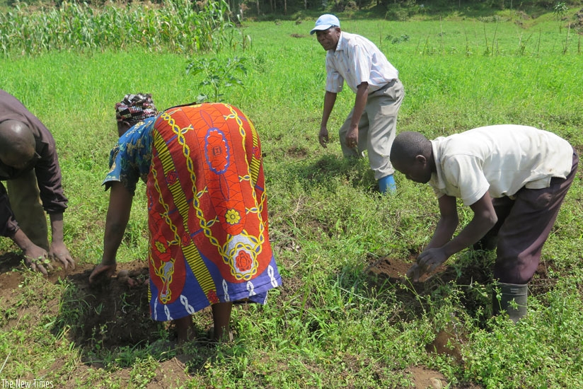 Prices of Irish potatoes continue to go up in and around Kigali.