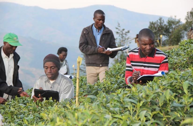 Some of the farmers receive quality tea growing tips in Karongi district. (Courtesy)