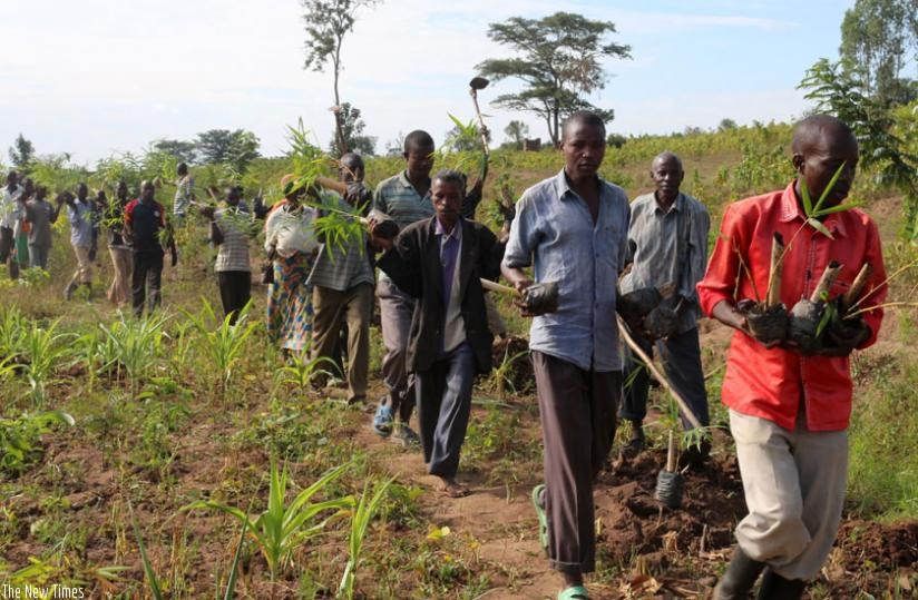 People living in the surroundings of Lake Rweru carry tree seedlings for planting at the lakeshore last year. (File)