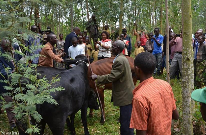 Girinka programme, among other home-grown initiatives, have helped improve Rwandan citizens' livelihoods. (File)