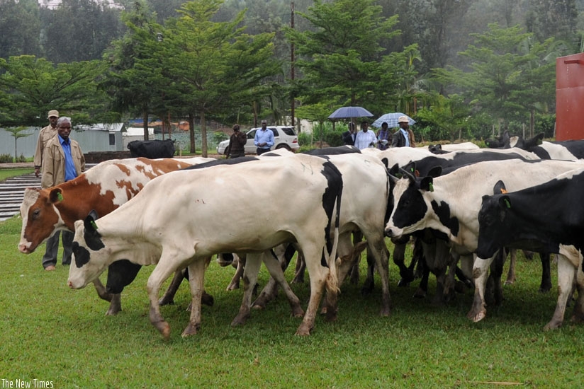 A cattle keeper grazing his animals. The succession law provides conditions on how property of the deceased will be inherited by the beneficiaries. (File)