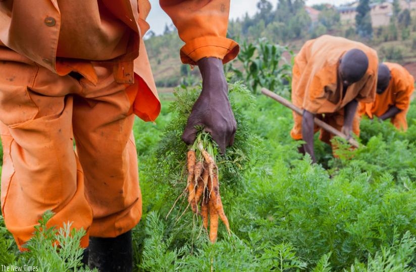 Inmates from Muhanga Prison harvest carrots from a prisons farm. RCS remits 10 per cent of revenue from such activities to inmates. (Faustin Niyigena)