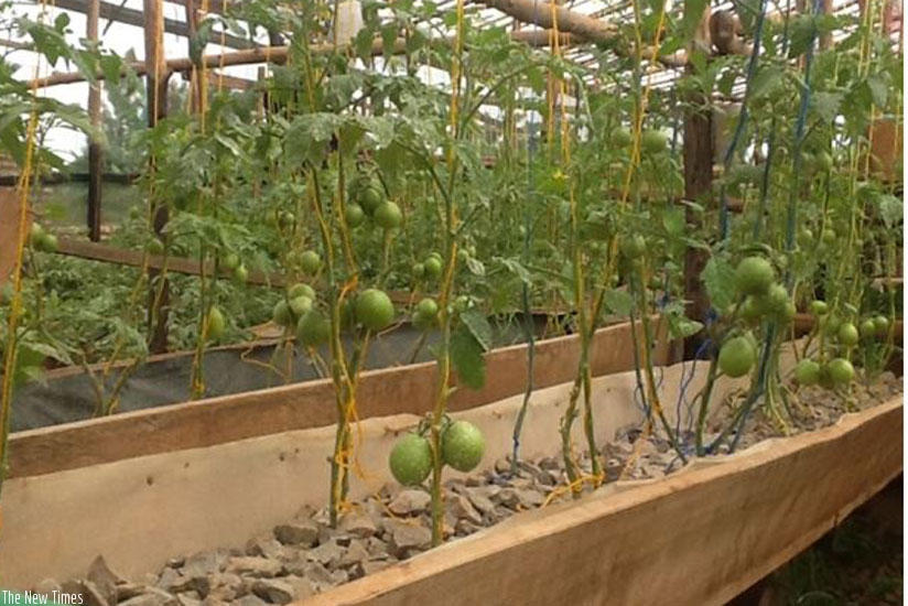 Tomato growing beds, which contain stones that are first washed spotless.