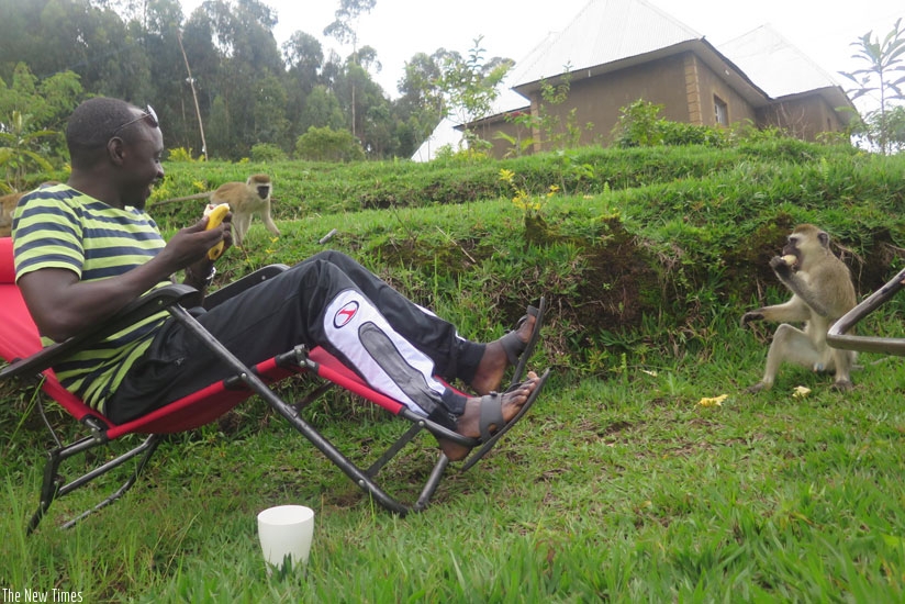 Monkeys fight for bananas with the author. (Courtesy)